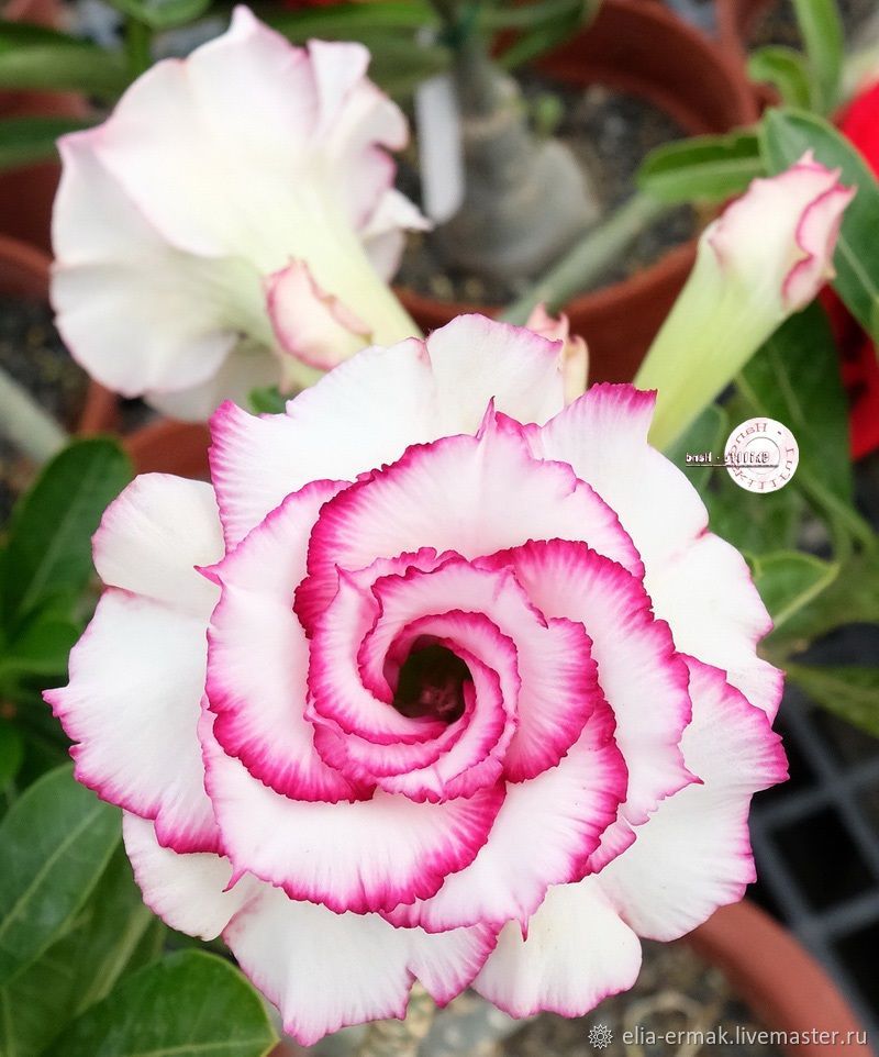 Адениум сорта. Адениум черри. Адениум ko 120. Адениум White Dolphin. Adenium Obesum.