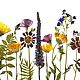 Набор растений плоской сушки № 25, цветочный микс, Сухоцветы для творчества, Грайворон,  Фото №1