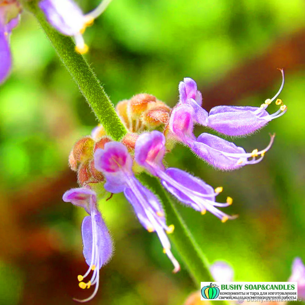 Pogostemon Patchouli