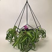 Цветы и флористика handmade. Livemaster - original item Florarium-geometric planter 