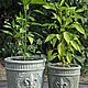 Pots made of concrete Lily set of 3 gray moss outdoor. Pots1. Decor concrete Azov Garden. Online shopping on My Livemaster.  Фото №2