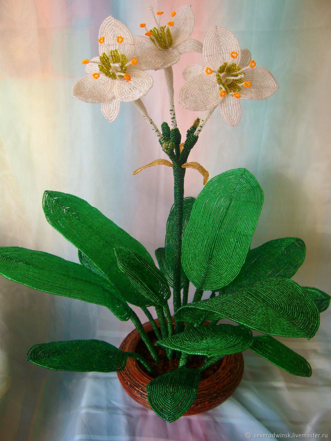 комнатный цветок амазонская лилия фото