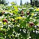 Raspberries wild raspberries 2023. Complexion, tone, freshness. Tonics. MYLNITSA. Online shopping on My Livemaster.  Фото №2