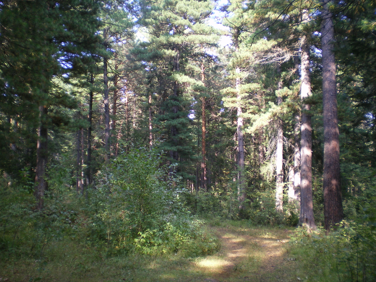 Кедровый лес