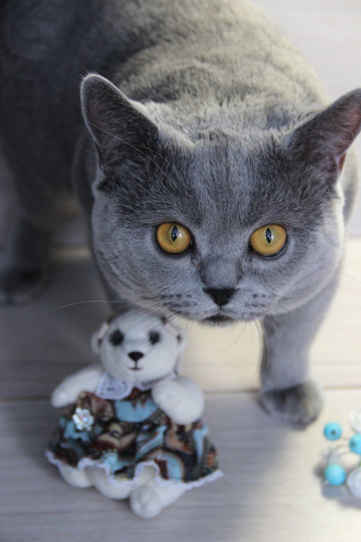 Кот Бакс присутствует при создании игрушек)