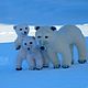 Family of polar bears. Felted Toy. home zoo (almaz63). My Livemaster. Фото №6