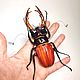Жук Рогач или жук Олень. Lucanus cervus (фигурка), Статуэтки, Москва,  Фото №1