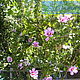 Куст с розовыми цветами, Фотографии, Иваново,  Фото №1