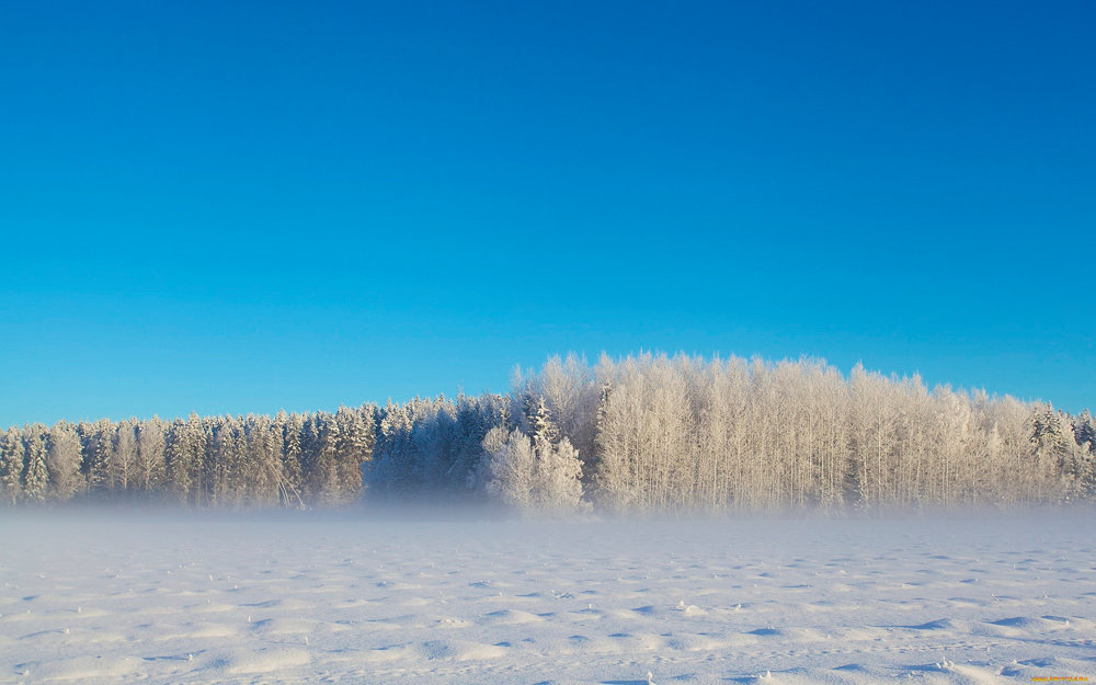 виды природы на прогулке с собакой 