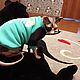 Clothing for cats ' Sweatshirt with fleece Turquoise', Pet clothes, Biisk,  Фото №1