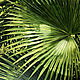 Author's print on canvas 'Palm leaf' 100*100 cm, Pictures, Moscow,  Фото №1