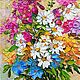 Paintings of chamomile phlox 'Fulfilled dreams' 15 x 15 cm, Pictures, Voronezh,  Фото №1