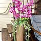 Орхидеи в кашпо. Комнатные растения. buket.buffet.decor/ Lana R. Интернет-магазин Ярмарка Мастеров.  Фото №2