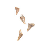 Русский стиль handmade. Livemaster - original item Fossilized shark tooth (2nd grade) 25-30 mm 4 pcs. Handmade.