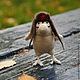 Bird-Red Army man. Stuffed Toys. Humorina (MarinaVorontsov). Online shopping on My Livemaster.  Фото №2