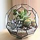 The Floriana Tiffany the ball with the succulents and cactus, Florariums, St. Petersburg,  Фото №1
