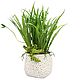 Grass with shoots and beauty in ceramic pots. Composition. best-coll-mos. Online shopping on My Livemaster.  Фото №2