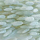 Лагурус бело-голубого (пастель) цвета 50 колосков в букетике. Букеты. Nature Creative. Ярмарка Мастеров.  Фото №6