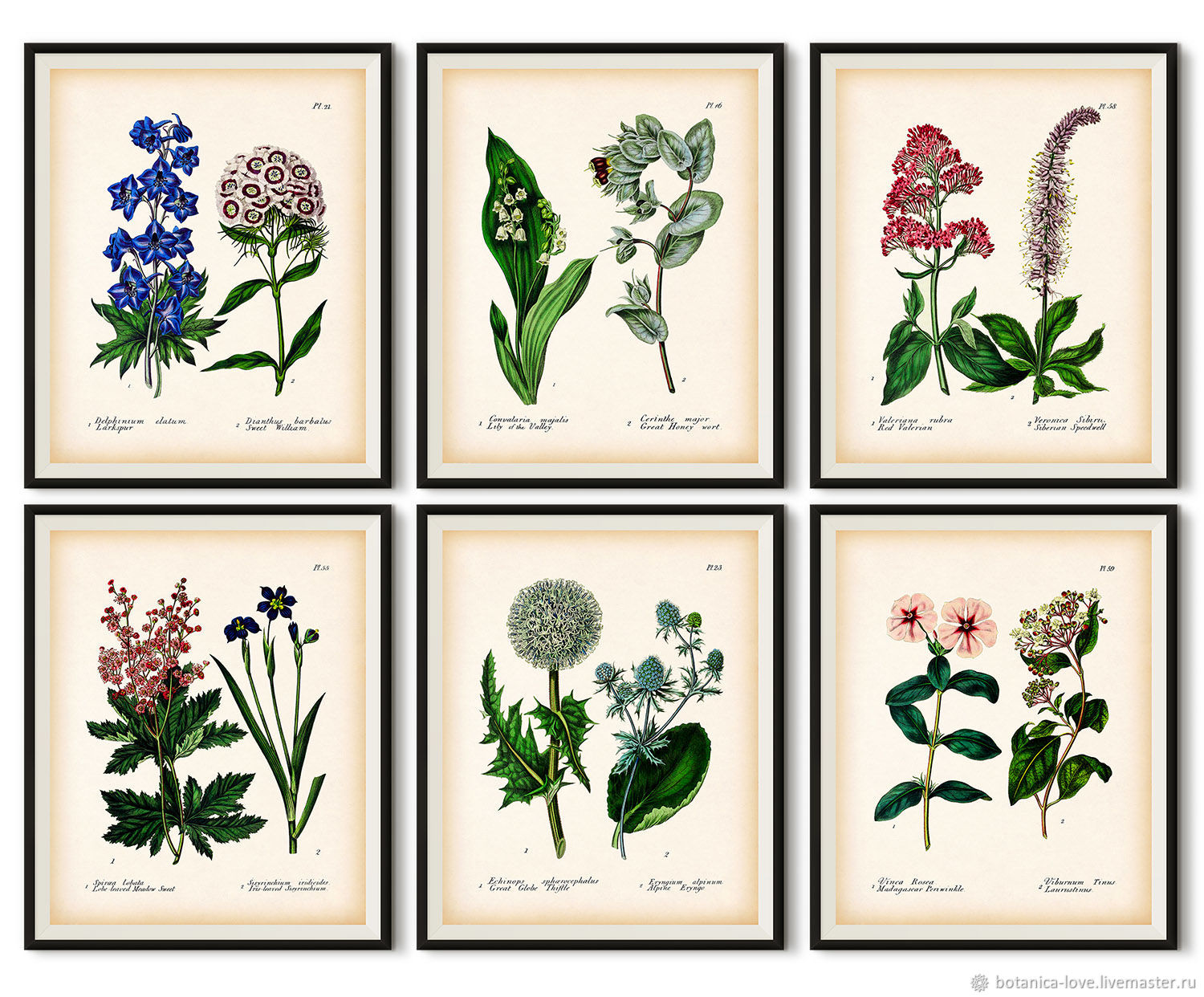 Ботанические постеры для интерьера для печати