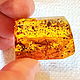 Grasshopper in amber. Pendants. Amber shop (vazeikin). Online shopping on My Livemaster.  Фото №2