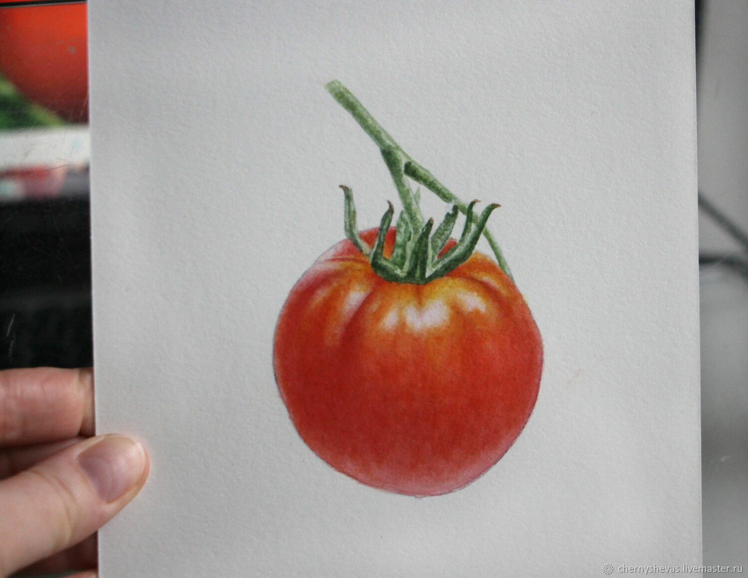 томат акварель отзывы фото урожайность