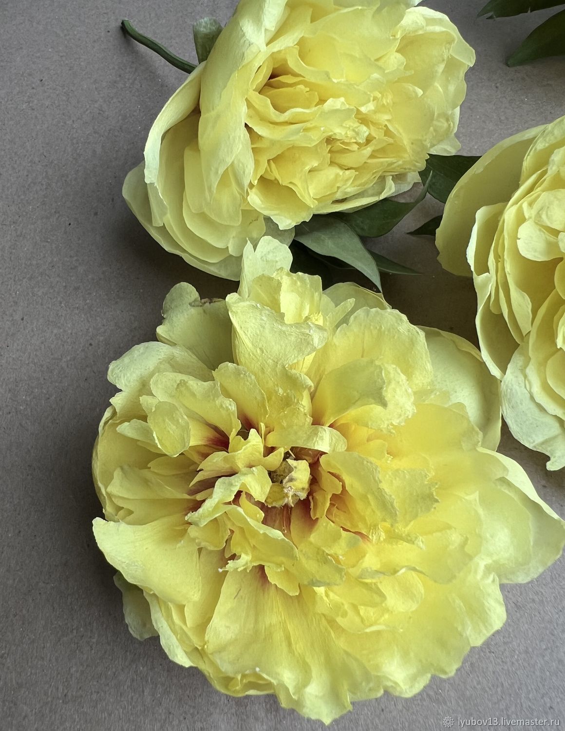 Сухоцветы объёмные пионы желтые три штуки набором купить в интернет ...