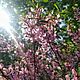 Сет фотографий "Розовая весна" - 6 фото. Фотографии. Irish-flo украшения с цветами. Ярмарка Мастеров.  Фото №5