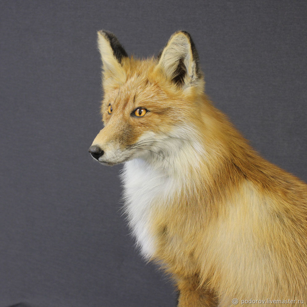 Чучело лисы (Vulpes vulpes)