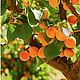Apricot grove (Абрикосовая роща) CandleScience, Ароматизаторы, Самара,  Фото №1