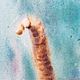 Заказать Акварель Рыжий кот на бирюзовом (картина с котом, портрет кота, жара). Mamabelle art | Акварель | Живопись. Ярмарка Мастеров. . Картины Фото №3