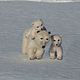 Family of polar bears. Felted Toy. home zoo (almaz63). My Livemaster. Фото №4