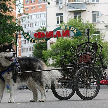 Кто главный в упряжке. Почему хаски мало едят и много бегают