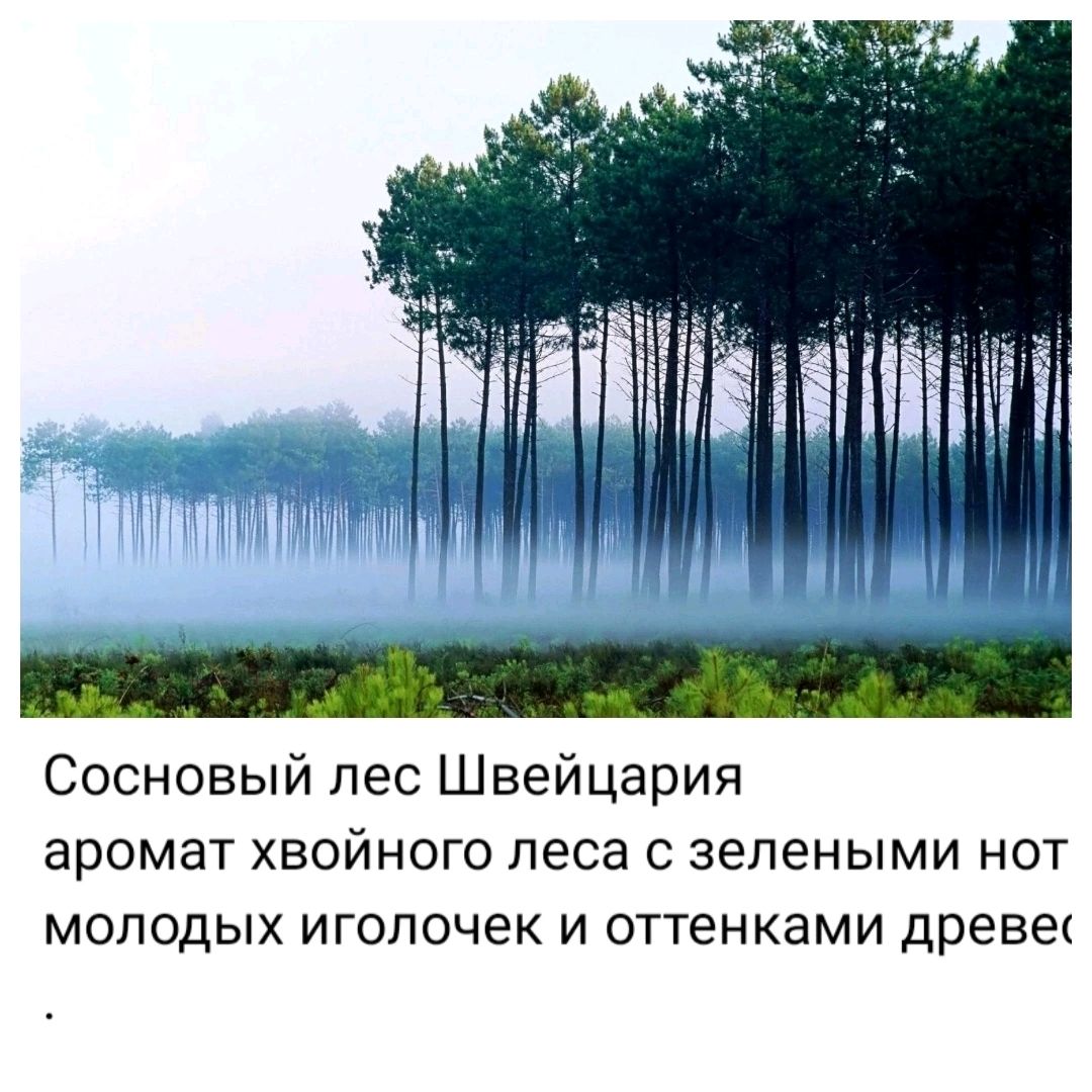 Свеча в кокосе Хвойных Лес купить в интернет-магазине Ярмарка Мастеров по  цене 700 ₽ – U8JI4RU | Духи, Москва - доставка по России