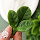 Silicone Soap Mold Rose Leaves, Form, Zheleznodorozhny,  Фото №1