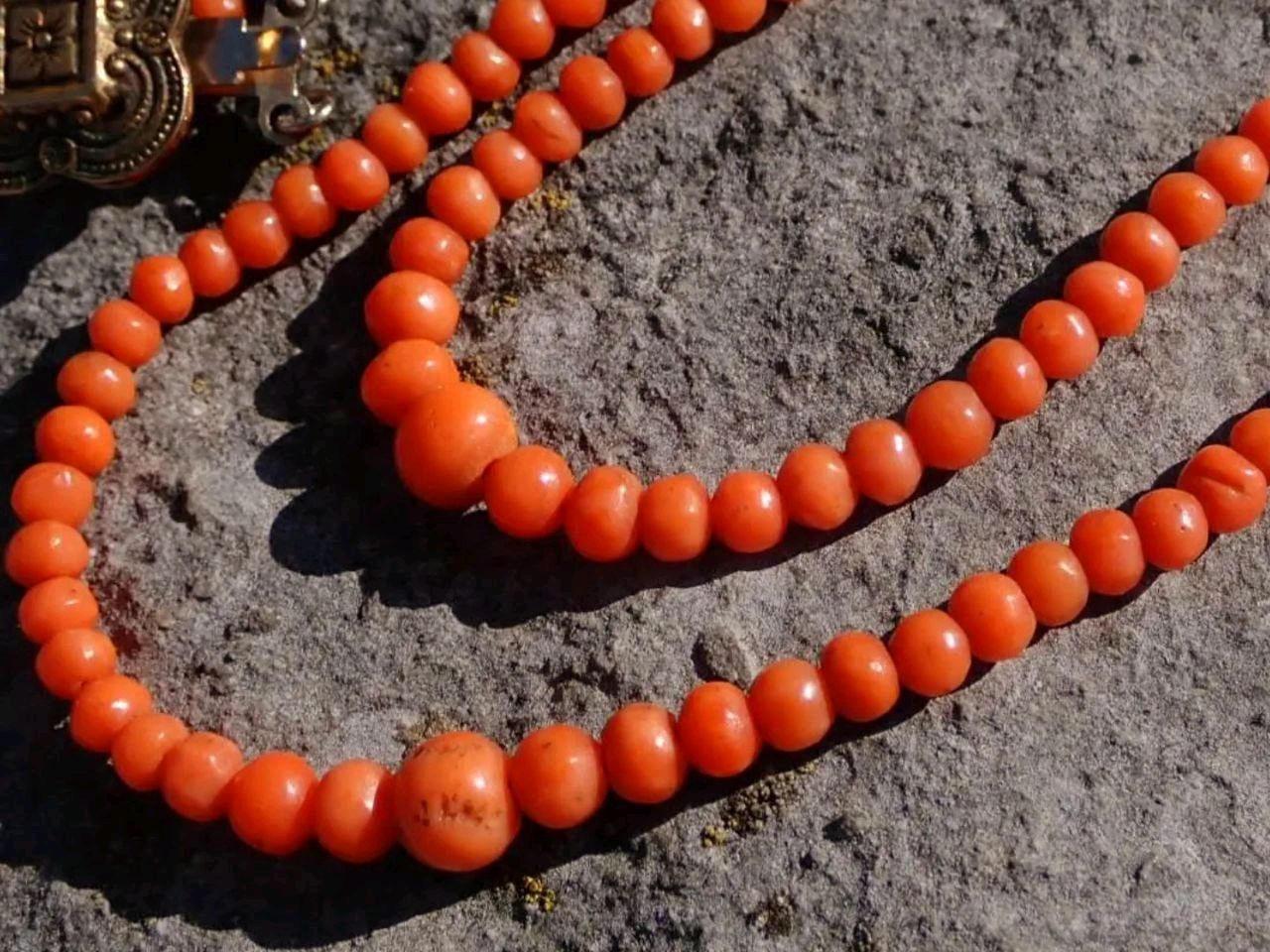 Коралл шакка крупный. Коралл шакка терракотовый. Коралл шакка крупный. Коралл шакка крупный. Коралл шакка.