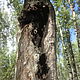 Chaga, also, the birch fungus, is a black growth on a birch less alder and aspen. Birch chaga medicinal properties
