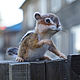 Chipmunk Ronka. Interior toy, felted out of wool, Felted Toy, Zeya,  Фото №1