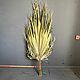 Лист пальмы Вашингтония 150 см, Цветы сухие и стабилизированные, Абинск,  Фото №1