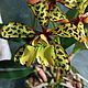 Заказать Орхидея Cattleya aclandiae. 'Цветочный рай' Цветы из полимерной глины. Марина Петрик. (petrikmarina). Ярмарка Мастеров. . Цветы Фото №3