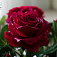 Цветы из холодного фарфора. Бордовые розы. Цветы. Natalia Jelonkina. Ярмарка Мастеров.  Фото №6
