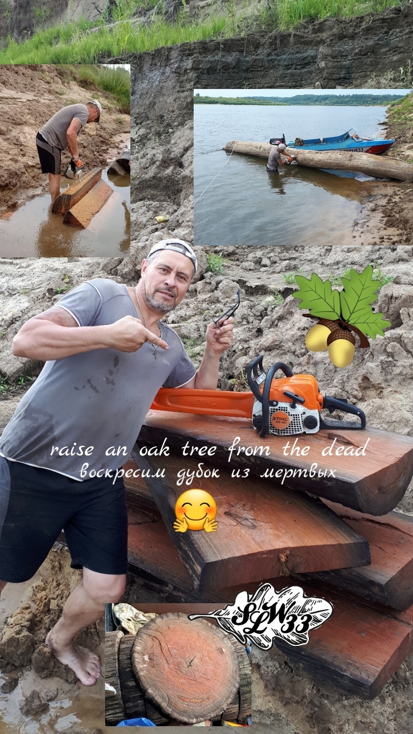 Добыча морёного дуба 