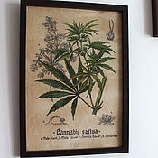 Картины и панно handmade. Livemaster - original item Cannabis: a botanical illustration in retro style. Handmade.