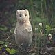 "Forest mouse", Felted Toy, Moscow,  Фото №1
