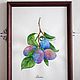 Order  Plums Botanical watercolor. vettochka. Livemaster. . Pictures Фото №3