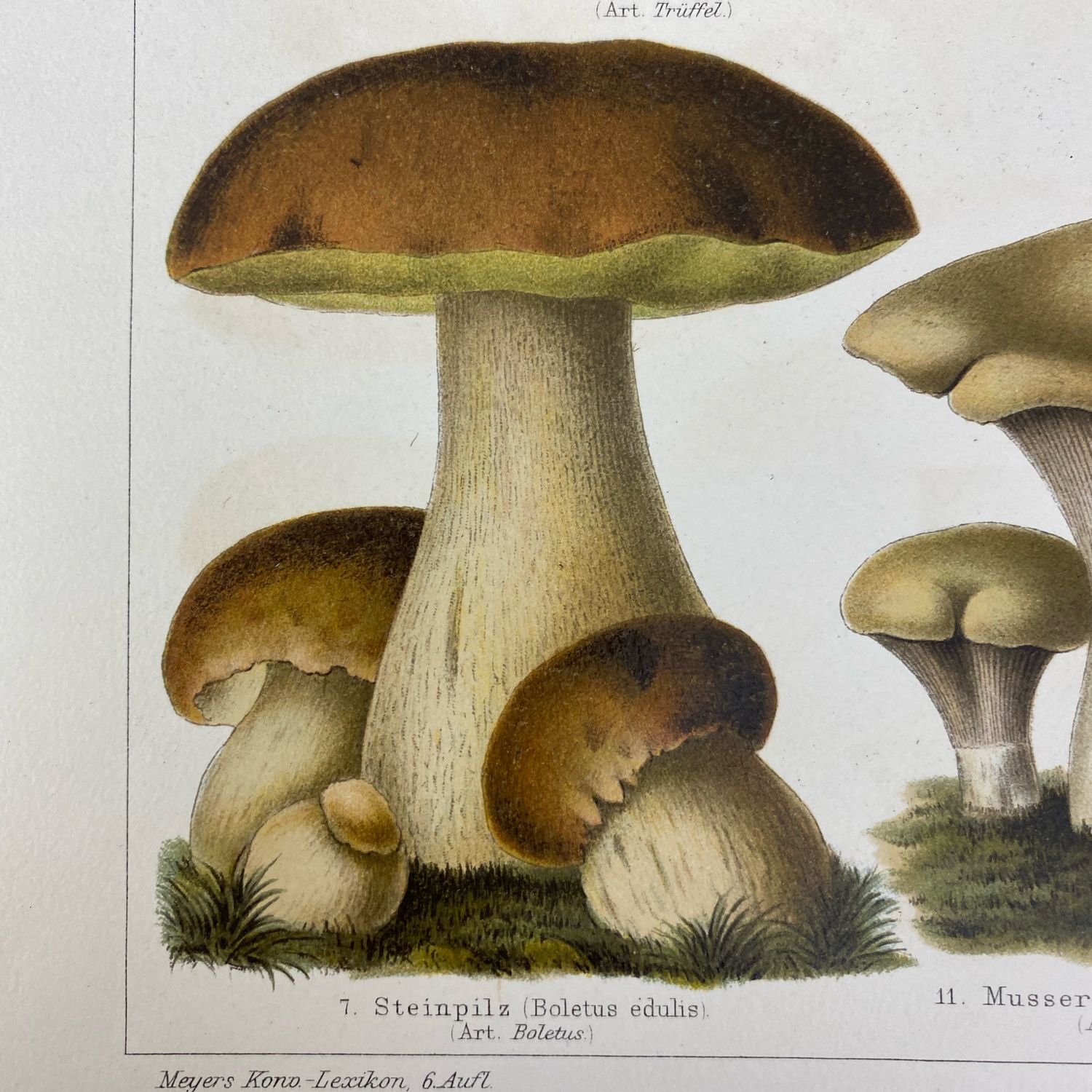 Германия грибы