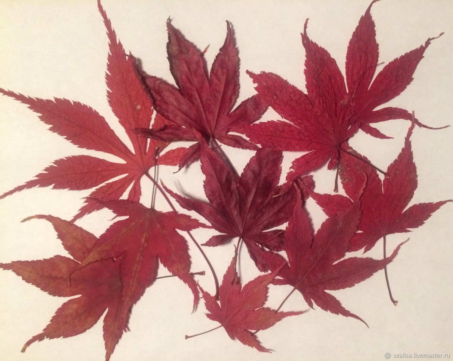 Красные листья японского клена, Природные материалы, Москва,  Фото №1