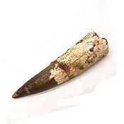 Фен-шуй и эзотерика handmade. Livemaster - original item SPINOSAURUS tooth fossil length 112 mm 95 million years. Handmade.