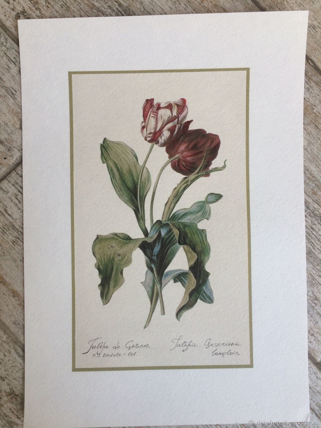 Литографии с изображением тюльпанов