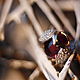 Коктейльное кольцо "Жук" с кунцитом, Кольца, Москва,  Фото №1