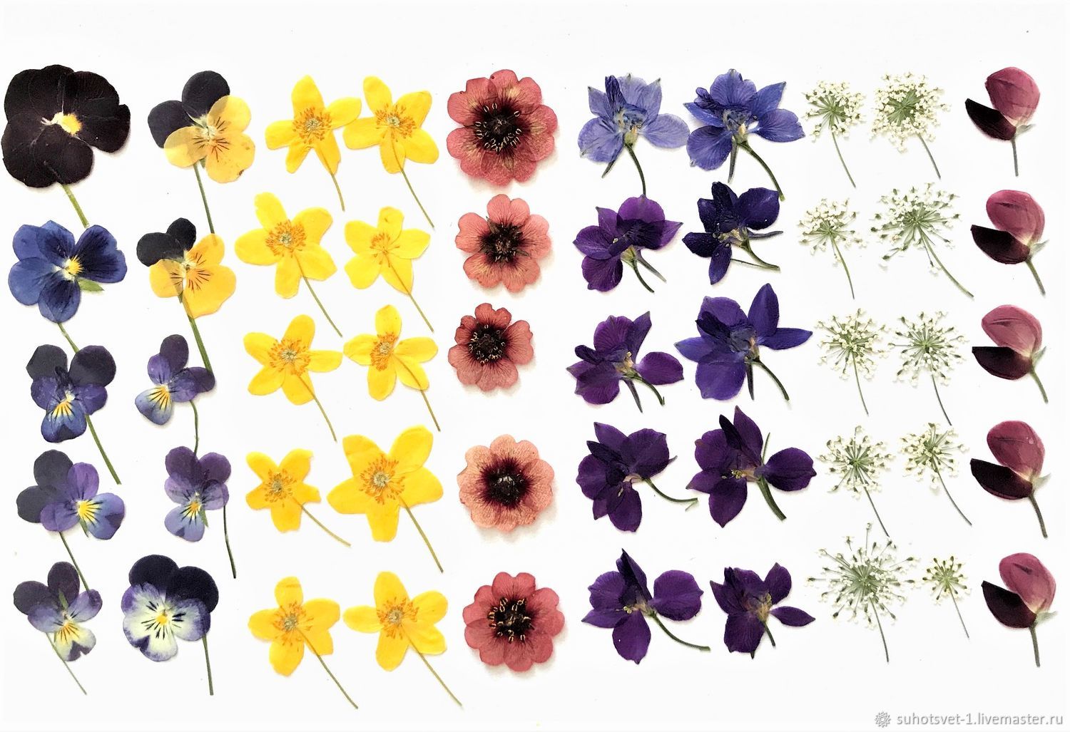 Набор цветов плоской сушки в интернет-магазине Ярмарка Мастеров по цене ...